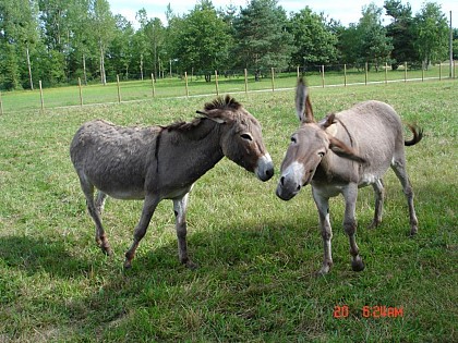 LE PETIT BOIS NILLON