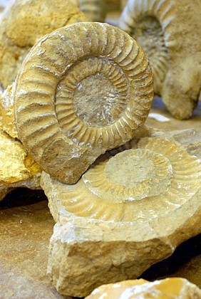 Musée de Paléontologie Géologie et des Minéraux