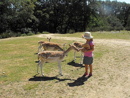 The Fallow Deer Park