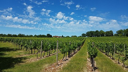 Vignoble Pierro