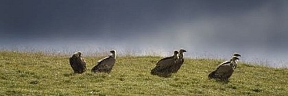 The Griffon Vulture