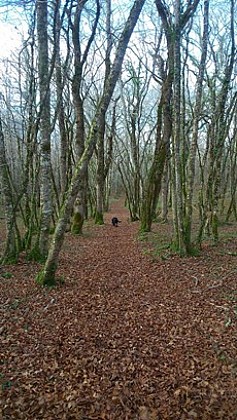 sous bois