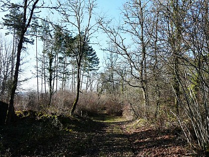 La forêt de Lanmary