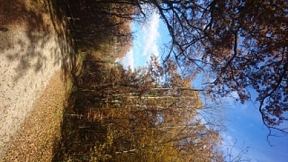 Sous-bois