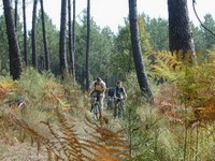 La forêt de pins