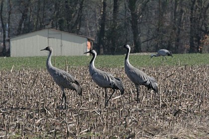 L'hivernage des grues cendrées