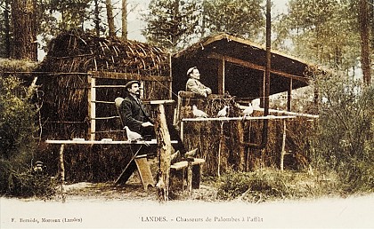 La palombe un autre oiseau migrateur