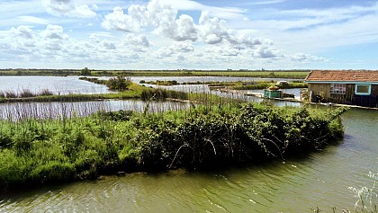 The oyster marsh