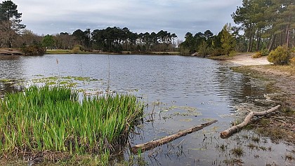 Bois des Sources du Peugue
