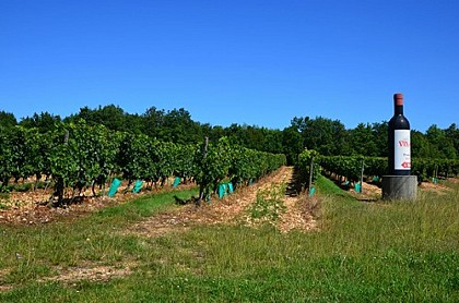 Vignes borde del Faoure