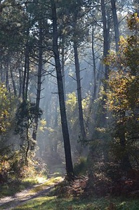 Forêt de Réaup