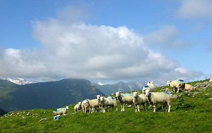 The mountain during summer grazing