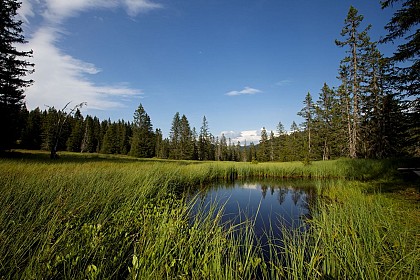 Peat bog nature reserve