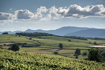 Vineyard Altenberg of Wolxheim