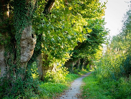 The avenue of plane trees