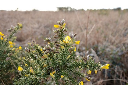 Les landes du Liscuis