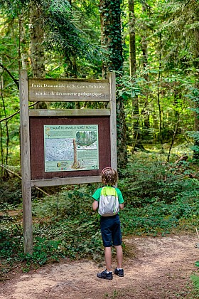 La Forêt Royale