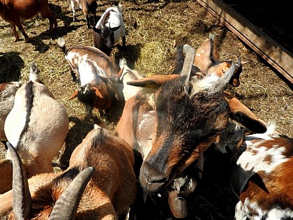 Ferme pédagogique du grand colonge