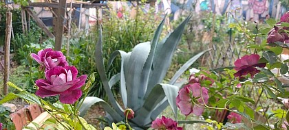 Jardins partagés de la Cité Aubry