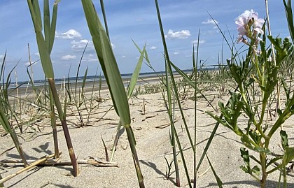 Plage de Vasouy