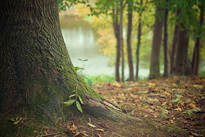 Les mille et un mystères de la forêt dombiste