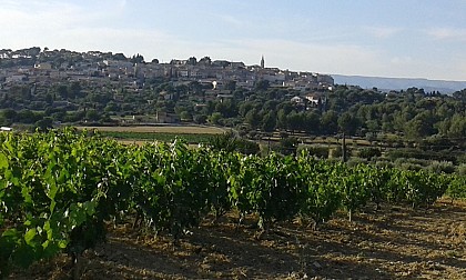 Balade pédestre - promenade bucolique dans le vignoble AOP Bandol