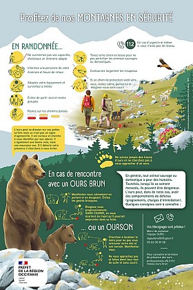 En cas de rencontre avec un OURS BRUN