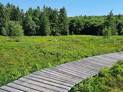 LA TOURBIÈRE DU HAUT CHITELET - BOG