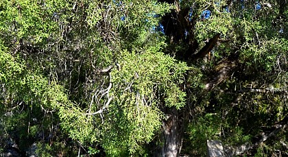 The Phoenician Juniper or Mourven Provencal