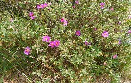 Grey-leaved cistus