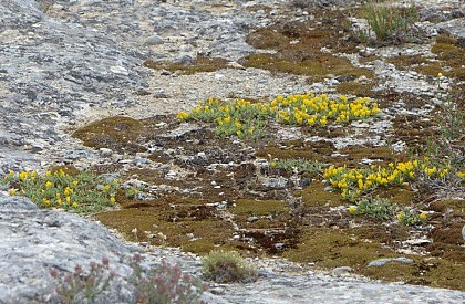 Small garrigue (scrubland) in Genêt de Villars