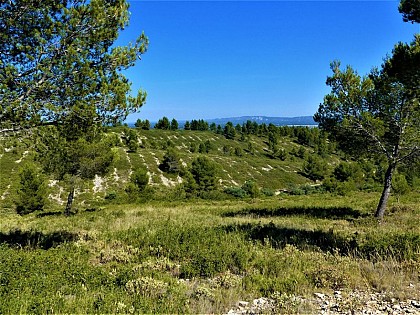 Alep pines