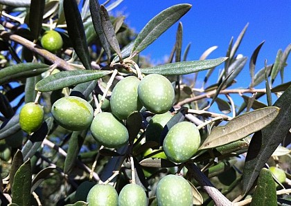 Vertes ou noires les olives ?