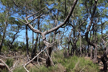 Les pins torturés