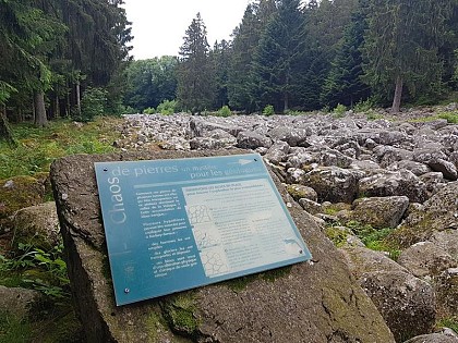 LE CHAMP DE ROCHES
