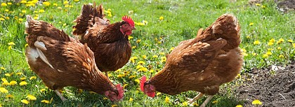 GAEC des vaches à plumes
