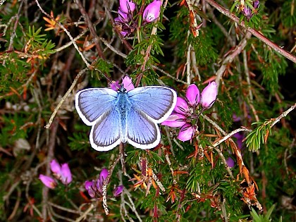 Espace Naturel Sensible : le sentier des Azurés