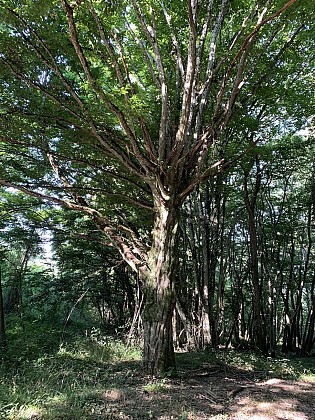 Sortie nature : Les arbres communiquent 26 février et 20 septembre 2025