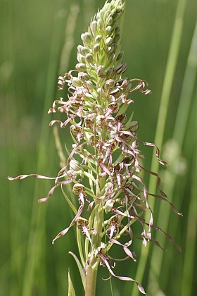 Sortie Nature : Sauvages orchidées Samedi 24 mai 2025