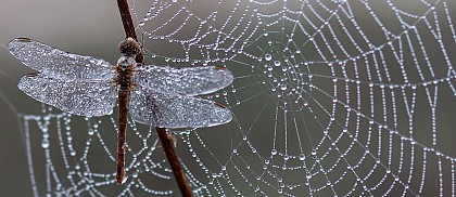 Sortie nature : Quand le vivant nous inspire : Le biomimétisme  6 juillet et 3 aout 2025