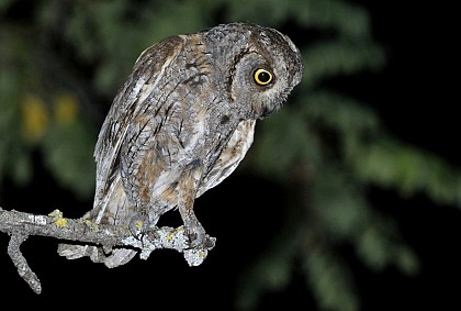 Le Petit Duc Scops