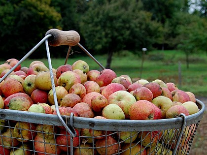 Calvados La Ribaude
