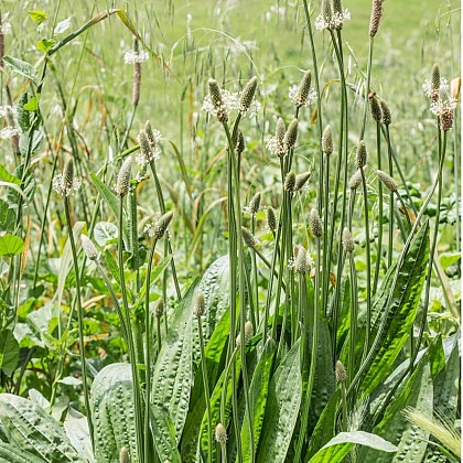 SORTIE NATURE - MILLEFEUILLES