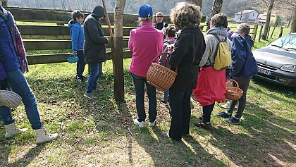 Wild eatable and medicinal plants recognition and picking