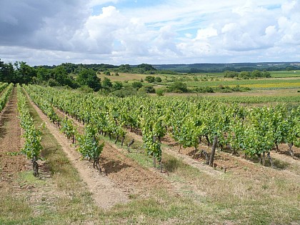 Les Puys du Chinonais