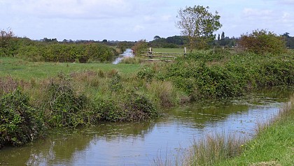 Paysage de marais