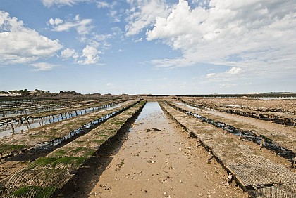 L’ostréiculture dans le traict de Pen-Bé