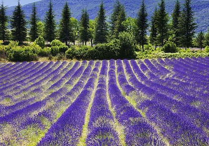 Day Trip to the Occitane Factory, Moustiers-Sainte-Marie and the Verdon Gorges