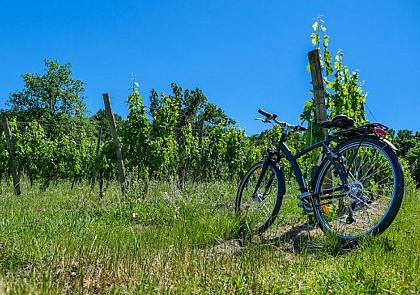 Day bike tour in the vineyards of Saint-Emilion with wine tasting!