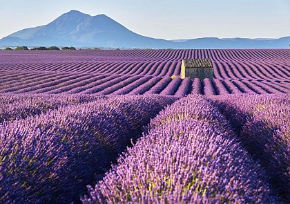 Tour a Distillery and Visit the Lavender Fields